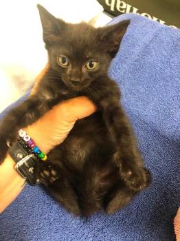 The Governor -  Domestic Short Hair Cat for Adoption in Emporia, Kansas - The Governor | PetCurious