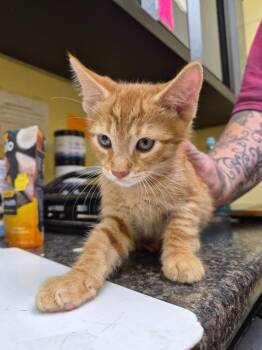 Korbon -  Domestic Short Hair Cat for Adoption in Crossville, Tennessee - Korbon | PetCurious