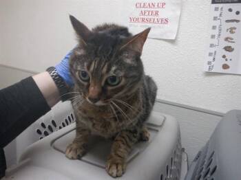 Domestic Short Hair Cats Available for Adoption in Oroville, California - BABY | PetCurious