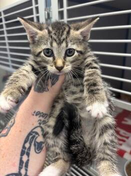 Jubilee -  Domestic Short Hair Cat for Adoption in Liverpool, New York - Jubilee | PetCurious