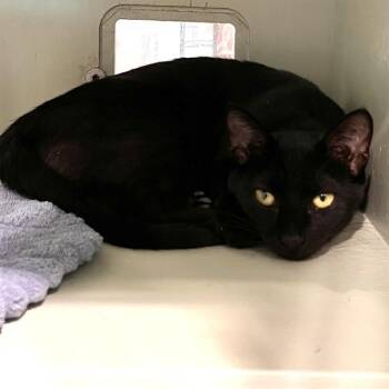 OPAL -  Domestic Short Hair Cat for Adoption in Methuen, Massachusetts - OPAL | PetCurious