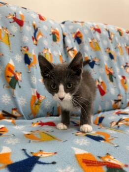 Jerry -  Domestic Short Hair Cat for Adoption in Newberg, Oregon - Jerry | PetCurious
