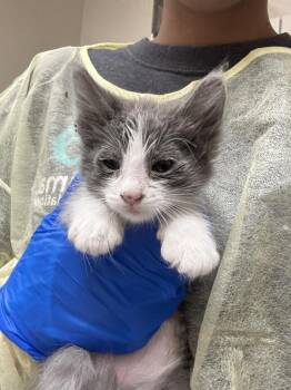 CHEDDAR -  Domestic Short Hair Cat Available for Adoption in Las Vegas, Nevada - CHEDDAR | PetCurious