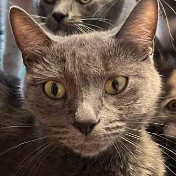 Rescue Domestic Short Hair Cats for Adoption in Robinson, Illinois - Aggie | PetCurious