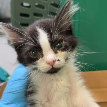 Monroe -  Domestic Short Hair Cat for Adoption in Lakewood, Colorado - Monroe | PetCurious