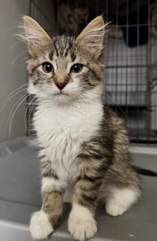 Ada -  Domestic Short Hair Cat for Adoption in Lafayette, Colorado - Ada | PetCurious