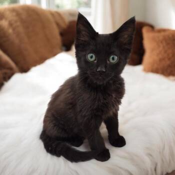 Alphonse -  Domestic Long Hair Cat for Adoption in Dallas, Texas - Alphonse | PetCurious