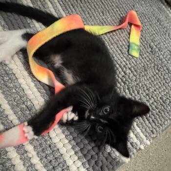 Dave -  Domestic Short Hair Cat for Adoption in Los Angeles, California - Dave | PetCurious