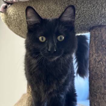 Denali -  Domestic Medium Hair Cat for Adoption in Naperville, Illinois - Denali | PetCurious