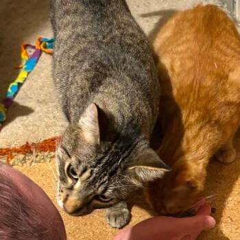 Falafel -  Domestic Short Hair Cat for Adoption in Saint Paul, Minnesota - Falafel | PetCurious