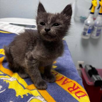 Dove -  Domestic Medium Hair Cat for Adoption in Riverside, California - Dove | PetCurious
