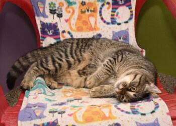 Apple -  Domestic Short Hair Cat for Adoption in Baton Rouge, Louisiana - Apple | PetCurious