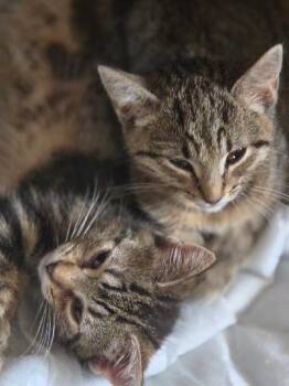 Porch Litter siblings -  Domestic Short Hair Cat for Adoption in Corinth, New York - Porch Litter Siblings | PetCurious