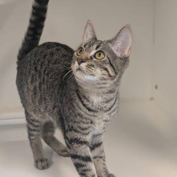 Matilda -  Domestic Short Hair Cat for Adoption in Prairie Du Chien, Wisconsin - Matilda | PetCurious