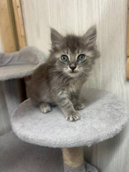 Stephy -  Domestic Long Hair and Tabby Cat for Adoption in Emerald Isle, North Carolina - Stephy | PetCurious