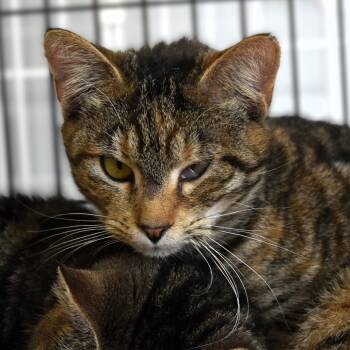 Rescue Domestic Short Hair Cats for Adoption in Waynesboro, Pennsylvania - Sparkler | PetCurious