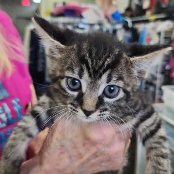 Rescue Domestic Short Hair Cats for Adoption in Blairsville, Georgia - Willie | PetCurious
