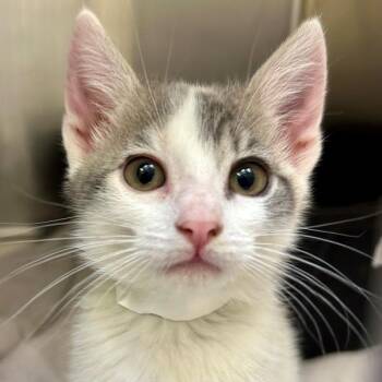 Domestic Short Hair Cats Available for Adoption in Walnut Creek, California - Rammy | PetCurious