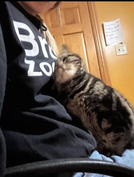 Zoey -  Domestic Short Hair Cat for Adoption in Franklin, New Jersey - Zoey | PetCurious