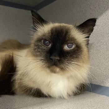 Perceval -  Domestic Long Hair Cat for Adoption in Sheridan, Wyoming - Perceval | PetCurious
