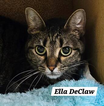 Ella DeClaw -  Domestic Short Hair and Tabby Cat for Adoption in San Antonio, Texas - Ella DeClaw | PetCurious
