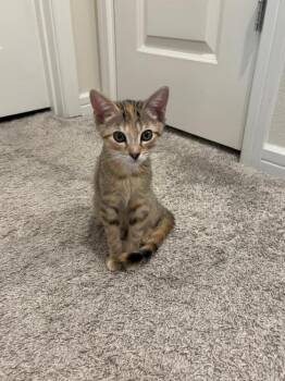 Cannoli -  Domestic Short Hair Cat for Adoption in St. Cloud, Florida - Cannoli | PetCurious