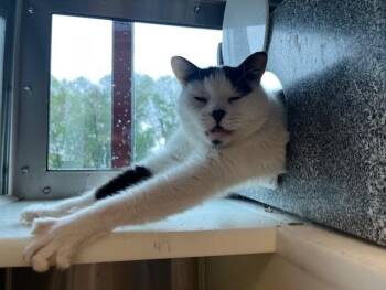Domestic Short Hair Cats Available for Adoption in Colorado Springs, Colorado - STAR | PetCurious