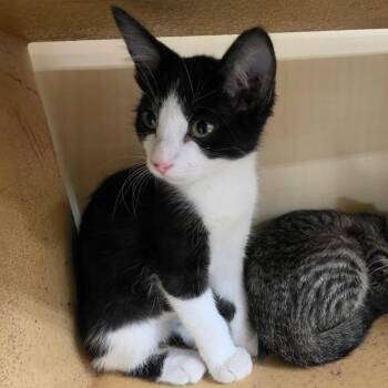 Swift -  Domestic Short Hair Cat for Adoption in Newcastle, Oklahoma - Swift | PetCurious