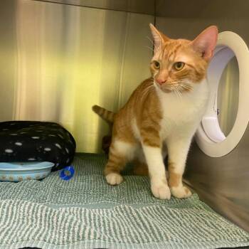 Alfred -  Domestic Short Hair Cat for Adoption in Burlington, Ontario - Alfred | PetCurious