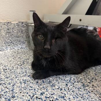 Rescue Domestic Short Hair Cats for Adoption in Great Falls, Montana - Willie | PetCurious