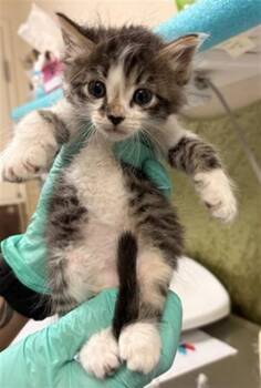 Domestic Short Hair Cats Available for Adoption in Riverside, California - BOWSER | PetCurious