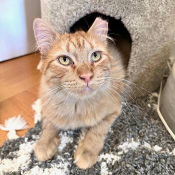 Rescue Tabby Cats for Adoption in Los Altos, California - Leon | PetCurious