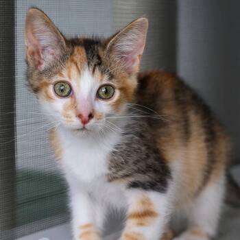 Daisy -  Domestic Short Hair Cat for Adoption in Bradenton, Florida - Daisy | PetCurious