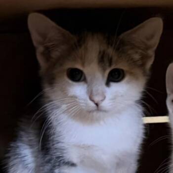 Dolly -  Domestic Short Hair Cat for Adoption - Dolly | PetCurious