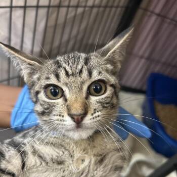 Thanos -  Domestic Short Hair Cat for Adoption in Lakeland, Florida - Thanos | PetCurious