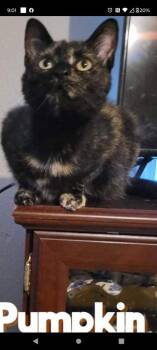 Patch / Pumpkin -  Domestic Short Hair Cat for Adoption in Cromwell, Kentucky - Patch / Pumpkin | PetCurious