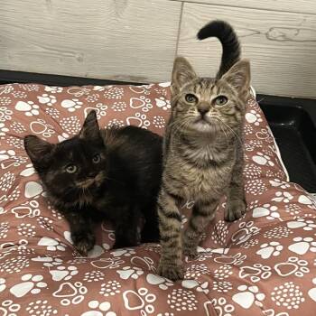 Aretha -  American Shorthair Cat for Adoption in Oceanside, New York - Aretha | PetCurious