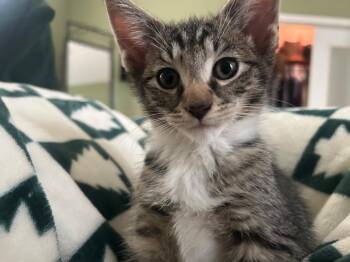 2026-61B Squiggy -  Domestic Short Hair Cat for Adoption in Windsor, Connecticut - 2026-61B Squiggy | PetCurious