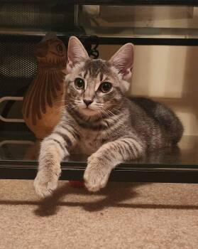 Rescue Tabby and Domestic Short Hair Cats for Adoption in Harrisburg, Pennsylvania - Zoya | PetCurious