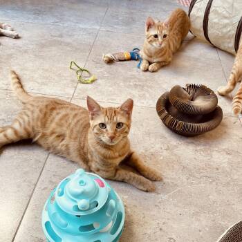 Rescue Domestic Short Hair Cats for Adoption in Franklin Township, New Jersey - Mucho And Lucho, The Sweetest Sun Kittens | PetCurious