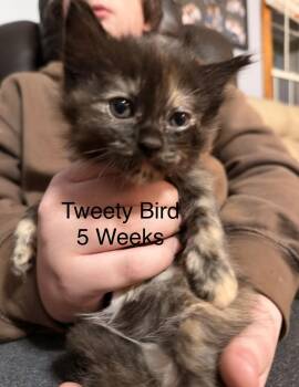 Domestic Medium Hair Cats Available for Adoption - Tweety Bird | PetCurious