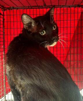 Domestic Short Hair Cats Available for Adoption in Fort Lauderdale, Florida - MEATBALL | PetCurious