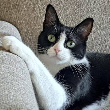 Aurora -  Domestic Short Hair Cat Available for Adoption in Traverse City, Michigan - Aurora | PetCurious
