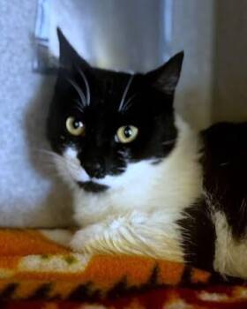 Austin -  Domestic Short Hair Cat for Adoption - Austin | PetCurious