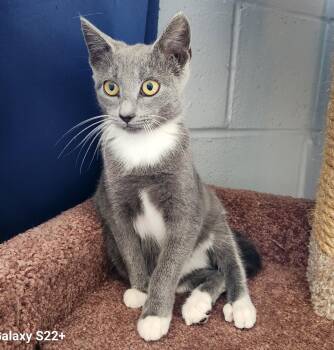 Rescue Tuxedo Cats for Adoption in Siloam Springs, Arkansas - Ella | PetCurious