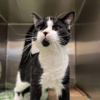 Domestic Short Hair Cats Available for Adoption - Pongo | PetCurious