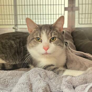 Ivo -  Domestic Short Hair Cat Available for Adoption in Bristol, Indiana - Ivo | PetCurious