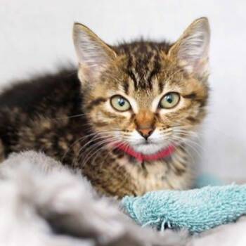 Belk -  Domestic Short Hair Cat for Adoption in Atlanta, Georgia - Belk | PetCurious