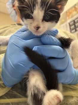 Domestic Short Hair Cats Available for Adoption in Las Vegas, Nevada - SOKKA | PetCurious