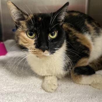 Calico Cats Available for Adoption in La Grange Park, Illinois - Shelly | PetCurious